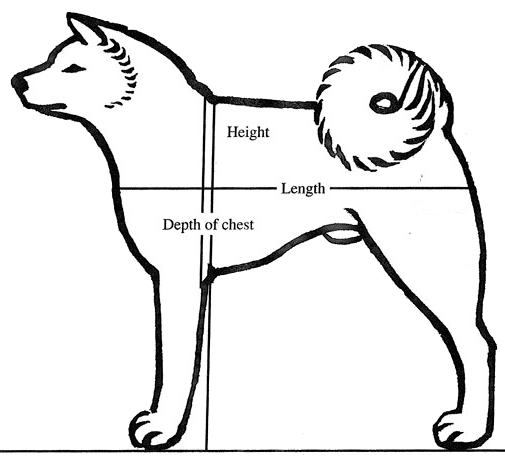 Cuerpo Akita Inu