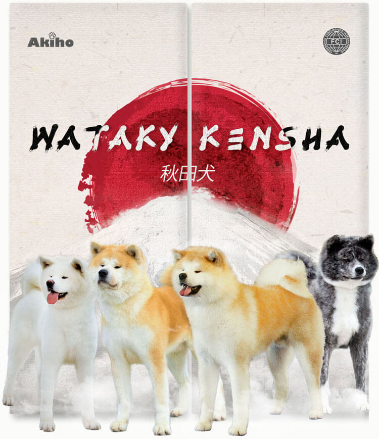 Criadero Akita Inu